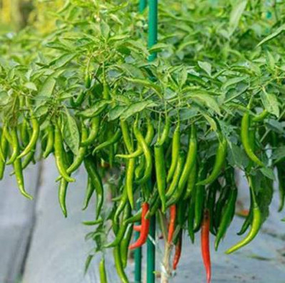 Seedshub Chili Seeds Seed(100 per packet)