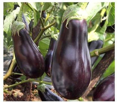 sporos Brinjal Seed(25 per packet)