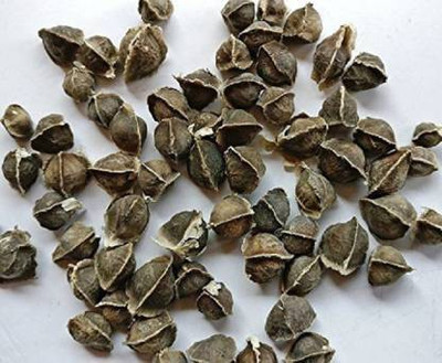 sporos Drumsticks Seed(25 per packet)