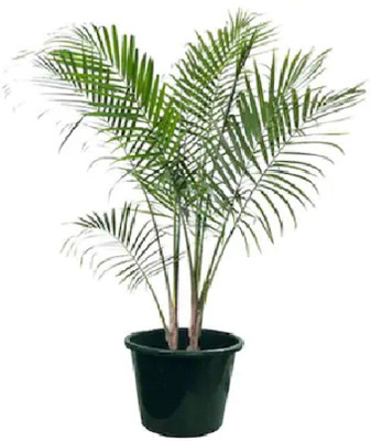 clause GARDEN ARECA PALM SEEDS FOR PLANTING - PACK OF 12 SEEDS Seed(10 per packet)
