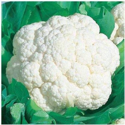 TAMRANSH Cauliflower Seed (75per packet) Seed(75 per packet)