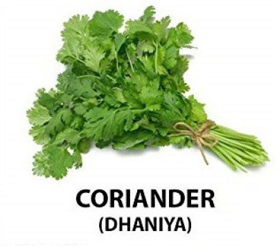 VibeX ® XLL-73 Dhaniya indian Coriander Vegetable Seeds-90 x Seeds Seed(90 per packet)