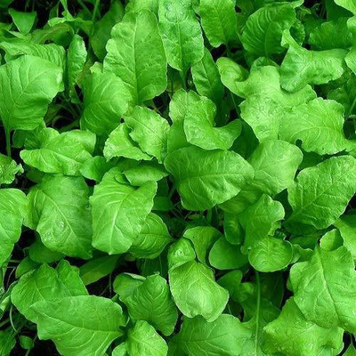 VibeX Spinach Seed(1000 per packet)