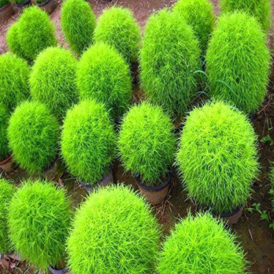 EZtect Kochia Green Burning Bush Seed(100 per packet)