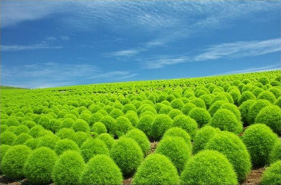 EZtect Kochia Green Burning Bush Seed(100 per packet)