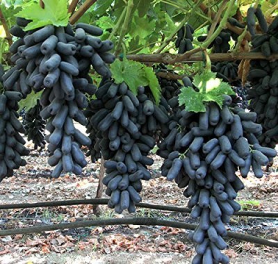 Aywal Sweet Grapes - Black Fruit Seed(40 per packet)