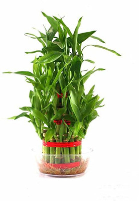 GHF Two Layer Bamboo Plant(Hybrid, Pack of 1)