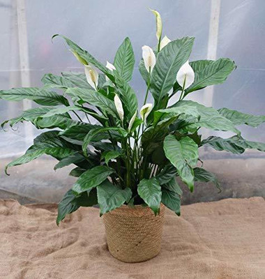 Greenery Nursery Lily Plant(Hybrid, Pack of 1)
