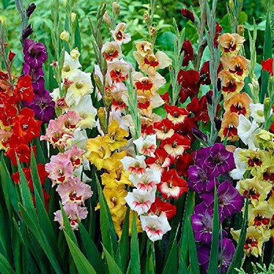 Tigress Lily Plant(Hybrid, Pack of 1)