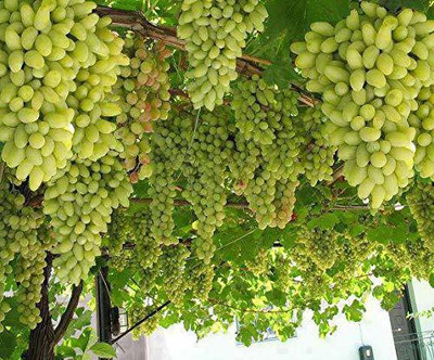 My Dream Nursery Grapes Plant(Hybrid, Pack of 1)
