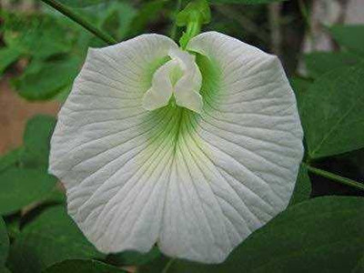 Ukanda Aparajita/ Butterfly Pea Plant(Hybrid, Pack of 1)