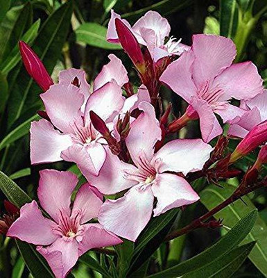 Vijay Sales Kaner Plant(Hybrid, Pack of 1)
