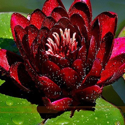 Aywal Mixed Color Water Lily Seed(51 per packet)