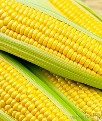 WILLVINE SYN -IV F1 Hybrid CO-6 Corn - 400 Seeds Seed(100 g)