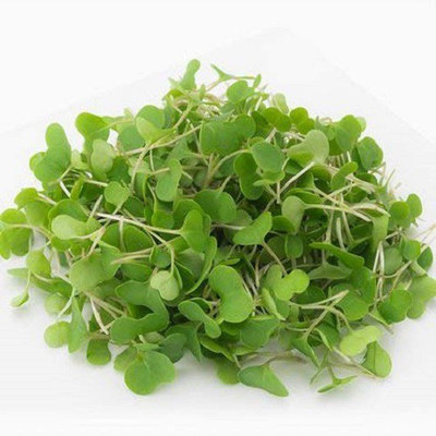 VibeX Kale Brassica Purple Leaf sprouting Microgreens seeds Seed(30 per packet)