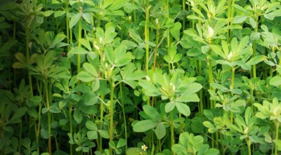ActrovaX GREEN Fenugreek (Methi Saag) Organic F1 Hybrid [8000 Seeds] Seed(8000 per packet)