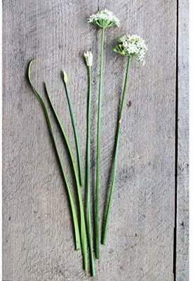 ActrovaX CUC01-5 Cucumber Seed(4000 per packet)