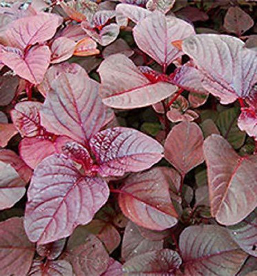 ActrovaX Seeds-Red Spinach-Amaranthus-Laal Saag-Red Cheera [500 Seeds] Seed(500 per packet)