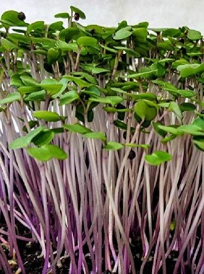 VibeX Kale Brassica (Red Russian) Microgreen Seeds Seed(80 per packet)