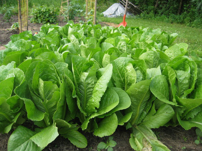 Aywal Gourmet Blend Lettuce Seed(400 per packet)