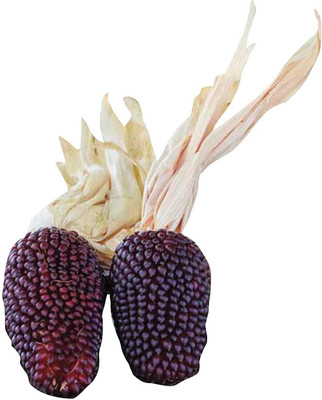 VibeX Corn Seed(35 per packet)