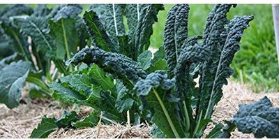 VibeX ™ XLL-153 Kale Brassica (Tuscan Leaf) Microgreen Seeds Seed(15 per packet)