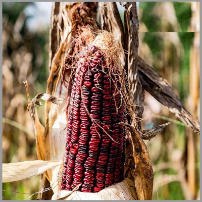 ActrovaX Red Corn (maize) Traditional [4000 Seeds] Seed(4000 per packet)