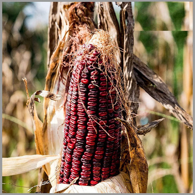 ActrovaX Red Corn (maize) Traditional [500 Seeds] Seed(500 per packet)