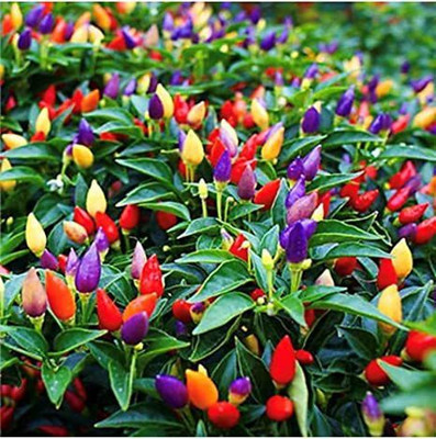 YI Saler Ornamental Chilli Hybrid Seeds, Beautiful multicoloured Chilli(Edible vegetable) Seed(30 per packet)