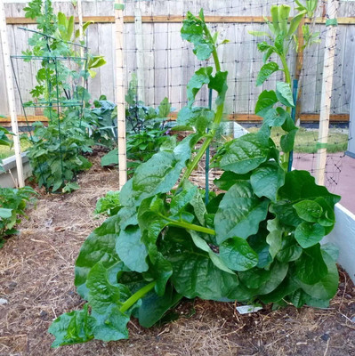 prev ™ XL-182 MALABAR Hybrid Spinach (Basella alba) -50 Seeds Seed(50 per packet)