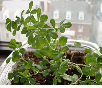 VibeX ® VXI-345 Fenugreek/Methi Seeds Seed(100 per packet)