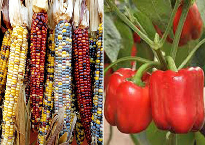 VibeX ® VXL-1016 Colourful Rainbow Corn and Capsicum Red Grande Seeds Seed(60 per packet)