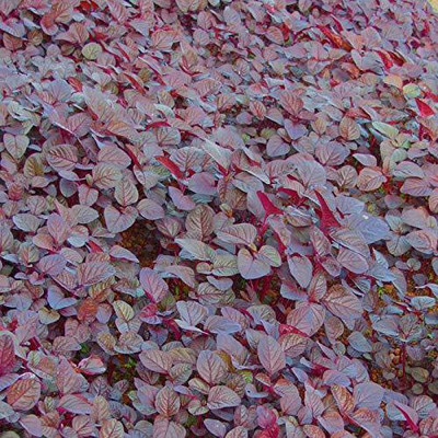 Qualtivate ™ LAL Sag High Yield Growing Seeds - Red Amaranthus Leaf Seeds-150 Seed Seed(150 per packet)