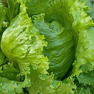 CYBEXIS ICEBERG LETTUCE ORGANIC F1 HYBRID SEEDS 1000 Seeds Seed(1000 per packet)