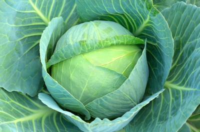XOLDA Cabbage Plant Seed(66 per packet)