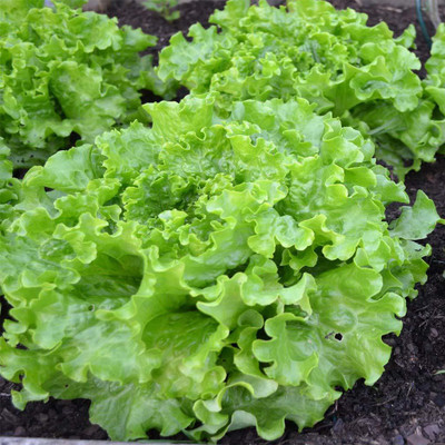 Aywal Gourmet Blend Lettuce Seed(225 per packet)