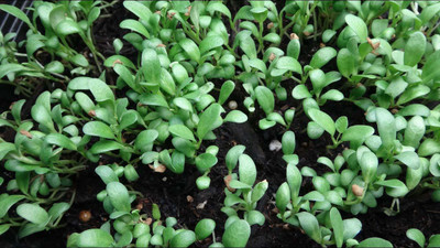 VibeX methi Seed(500 per packet)