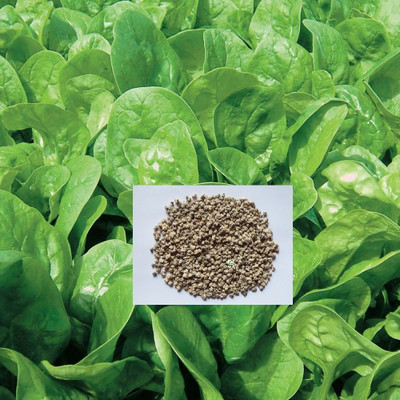 Qualtivate ® Indian Spinach for Sowing Growing-50 Seed Seed(50 per packet)