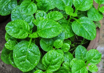 VibeX ® XL-389 Hybrid Leafy Green Malabar Spinach Vegetable Seed-250 Seeds Seed(250 per packet)