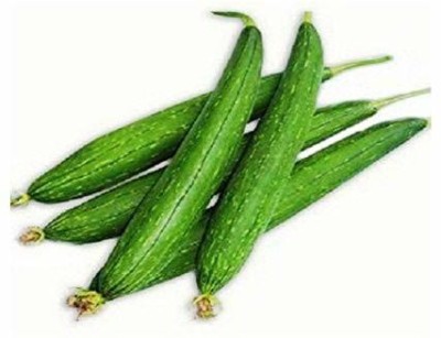 CYBEXIS LX-47 - Sponge Gourd Tori Organic F1 Hybrid - (900 Seeds) Seed(900 per packet)