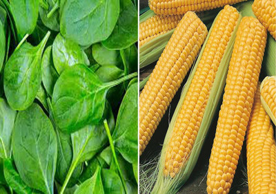 VibeX ™ VXL-1101 Baby Spinach and F1 Hybrid Sweet Corn Seeds Seed(100 per packet)