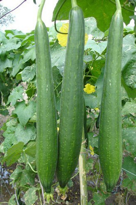 MKR Enterprises Tori Seed(200 per packet)