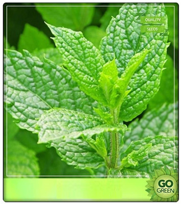 VibeX ™ VXL-84 Herb Seeds - Mint Seeds Seed(20 per packet)