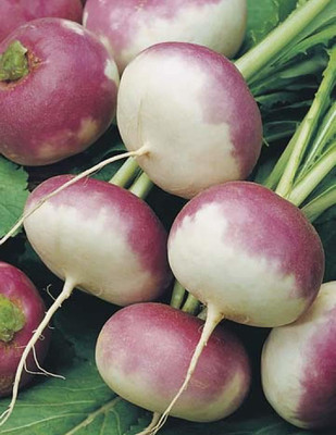Qualtivate ™ Turnip Shalgam Vegetable Seeds For Home Gardening-100 Seed Seed(100 per packet)