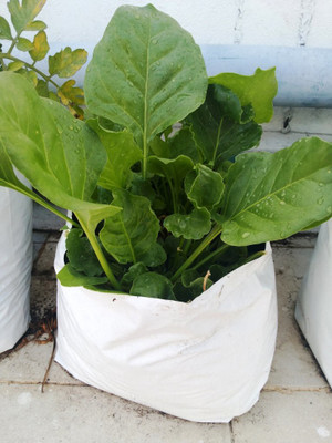VibeX Spinach Seed(1000 per packet)