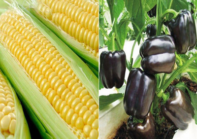 VibeX F1 Hybrid Sweet Corn and Bell Pepper Purple Black Seeds Seed(100 per packet)