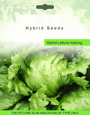 VibeX ® VXI-129 Hybrid Lettuce Iceburg 1 Packet Seeds Seed(100 per packet)
