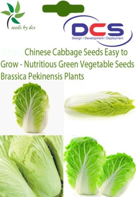 VibeX Chinese Brassica Pekinensis Cabbage Seeds Seed(90 per packet)