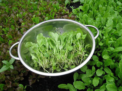 Qualtivate Spinach Seed(5000 per packet)