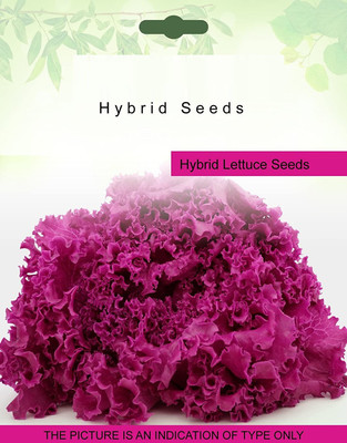 VibeX ® VXI-335 Lettuce Lollo Rosso - Seeds Pack Exotic Seeds Seed(25 per packet)